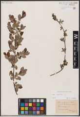 Foto von Salix aurita L.